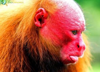 Aracá Uakari
