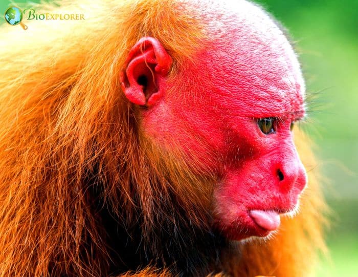 Aracá Uakari