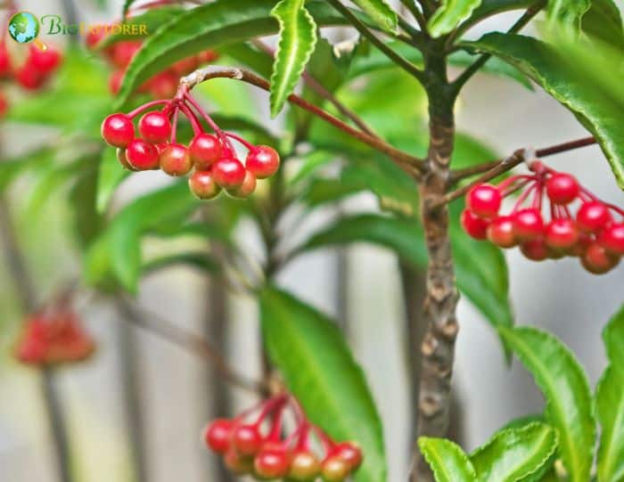 Ardisia