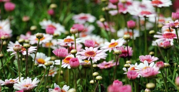 Argyranthemum Frutescens Argyranthemum Frutescens