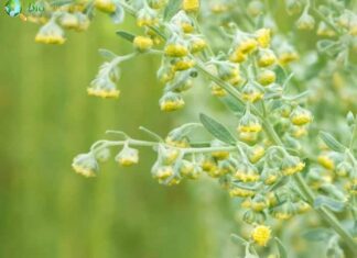 Artemisia