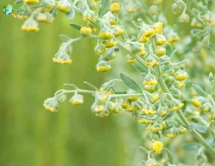 Artemisia