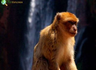 Arunachal Macaque