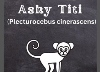 Ashy Black Titi