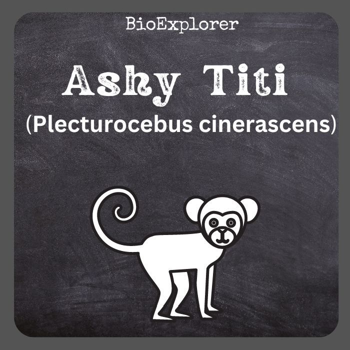 Ashy Black Titi