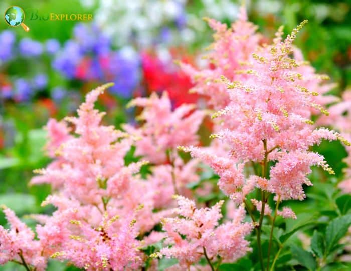 Astilbes
