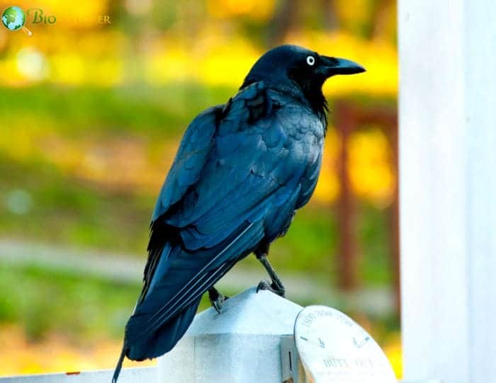 Australian Raven Australian Raven