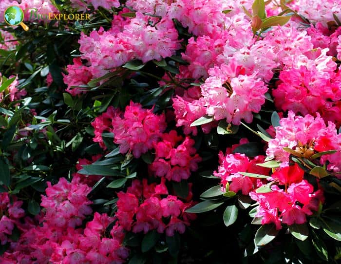 Azalea