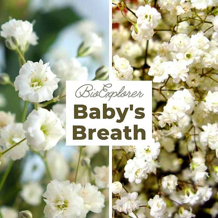 Baby's Breath Baby's Breath