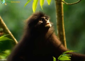 Banded Langur