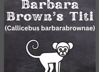 Barbara Brown’s Titi