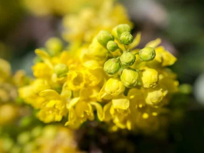 Barberry Blooms Barberry Blooms