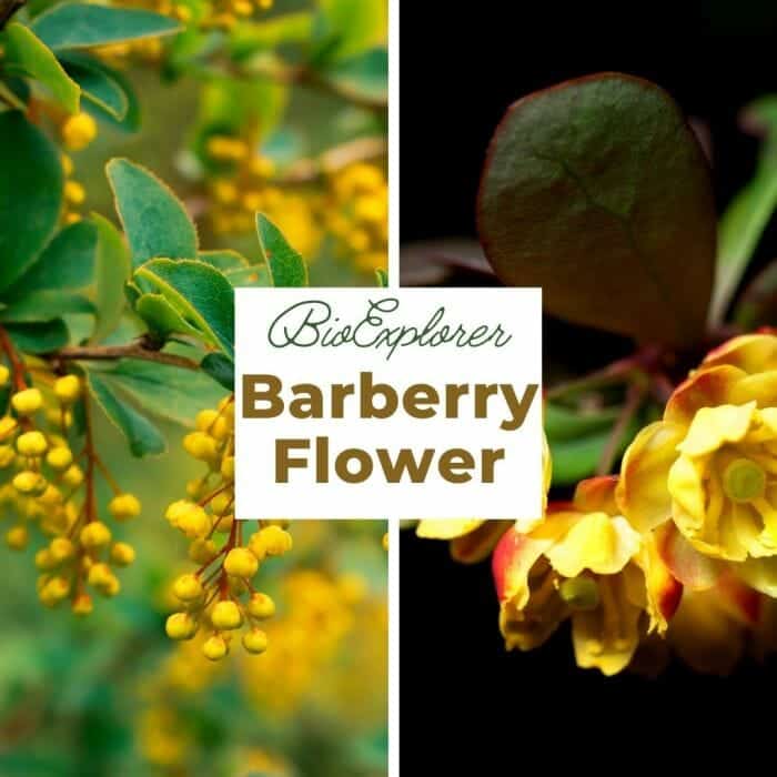 Barberry Barberry