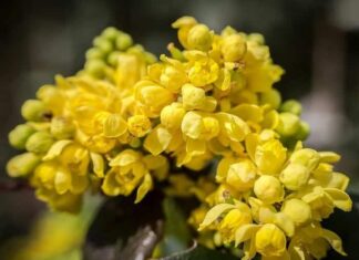 Barberry