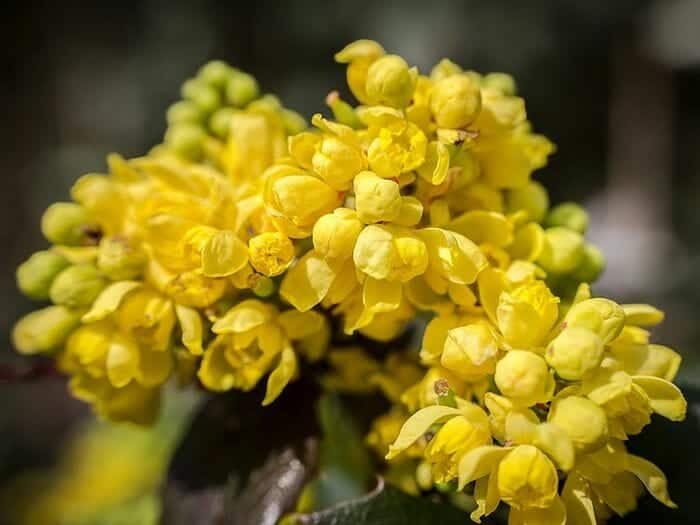 Barberry