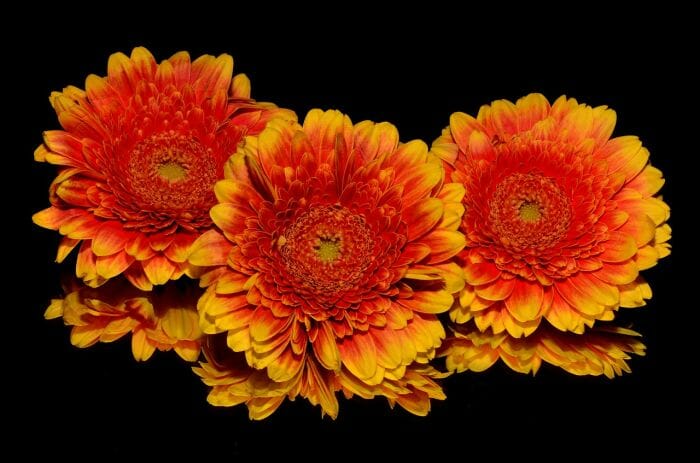 Barberton Daisy Barberton Daisy