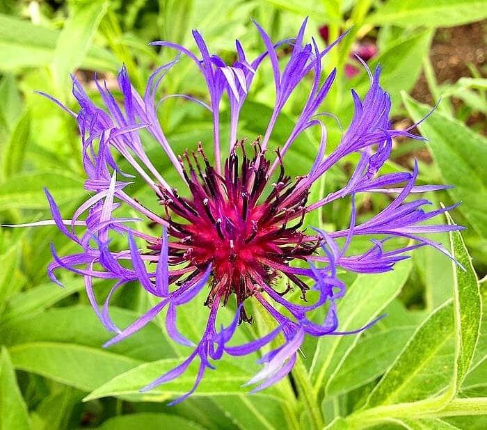 basket flower basket flower