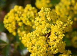 Basket-of-Gold