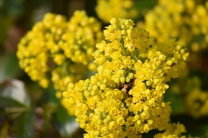 Basket-of-Gold