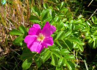 Beach Rose