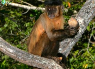 Bearded Capuchin
