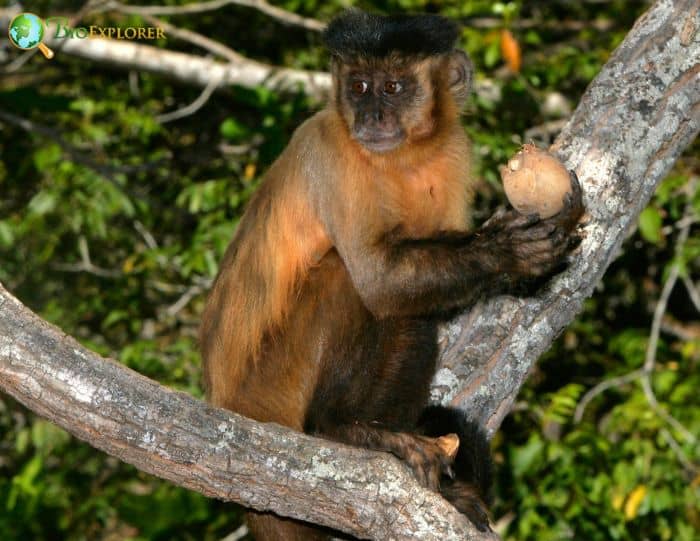 Bearded Capuchin