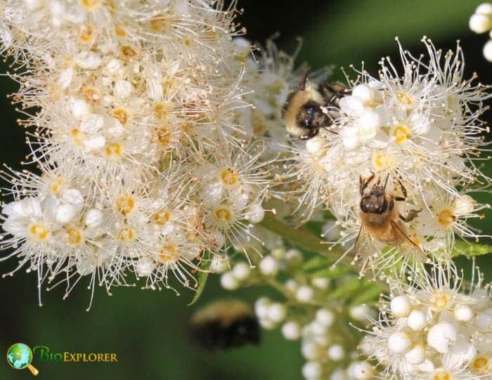 Bees On False Spirea Flowers Bees On False Spirea Flowers