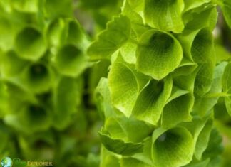 Bells of Ireland