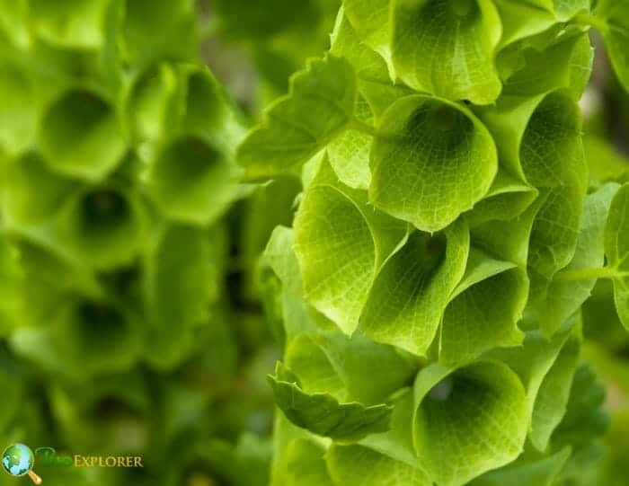 Bells of Ireland