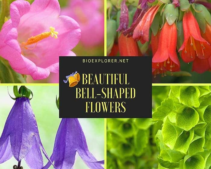 Bell-Shaped Flowers