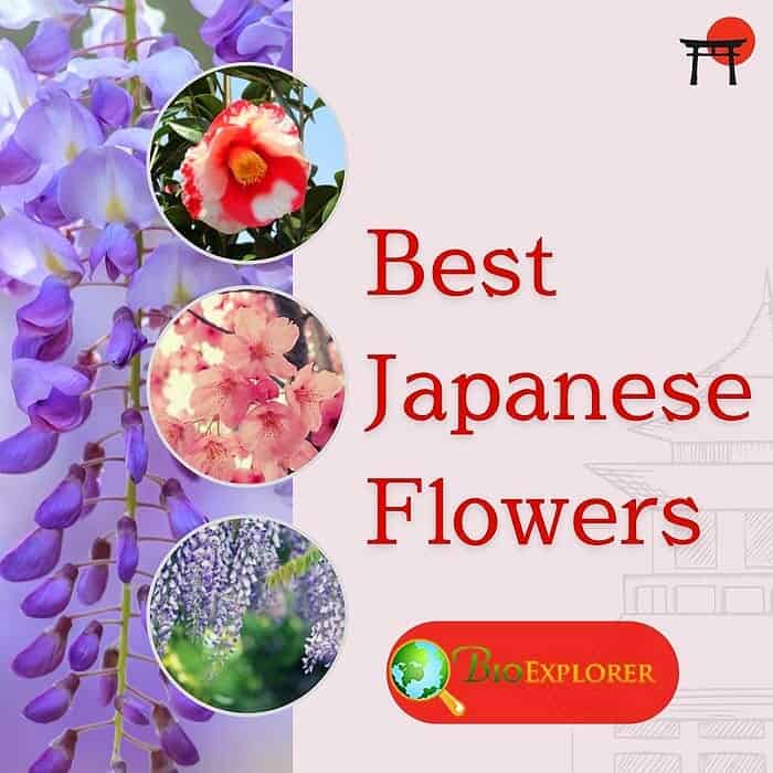 Beautiful Japanese Flowers