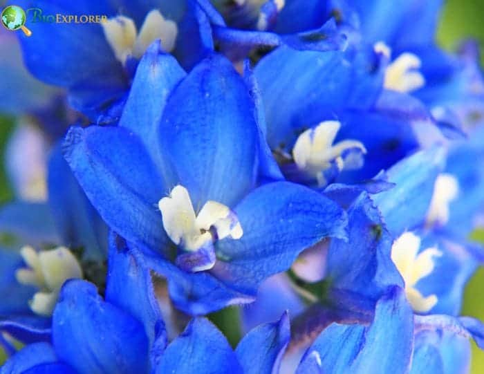 Best Occasions To Give Larkspur Best Occasions To Give Larkspur