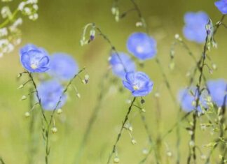 Big Flax