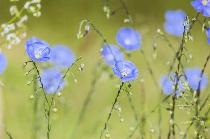 Big Flax