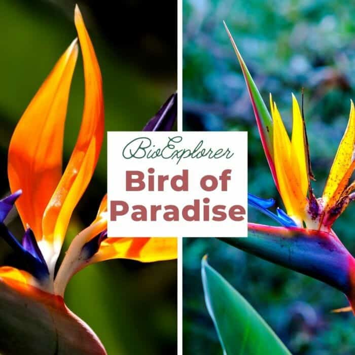 Bird Of Paradise Bird Of Paradise