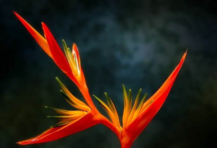 Bird Of Paradise Flowers Bird Of Paradise Flowers