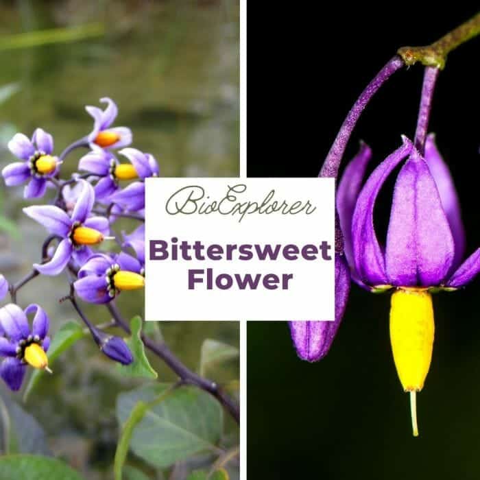 Bittersweet Bittersweet