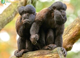 Black Bearded Saki