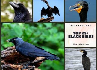 Black Birds