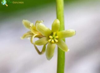 Black Bryony