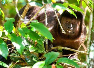 Black Capuchin
