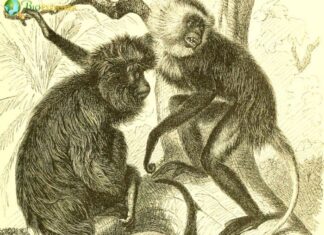 Black colobus