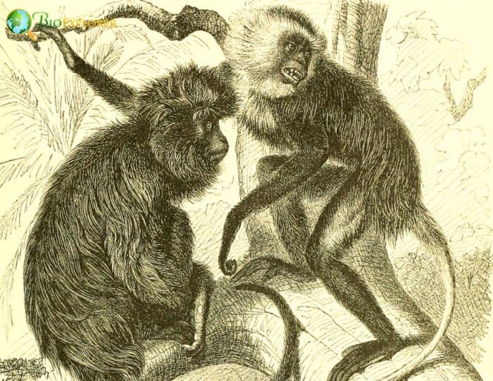Black colobus