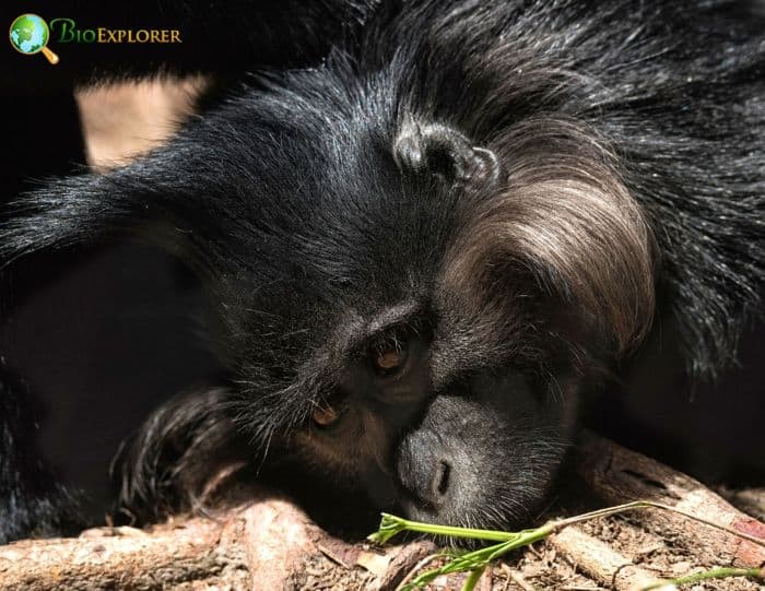 Black-crested mangabey
