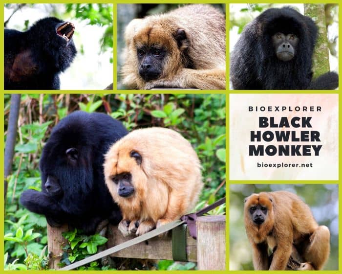 Black Howler Monkey Black Howler Monkey