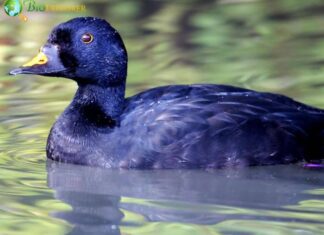 Black Scoter
