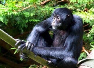 Black Spider Monkey