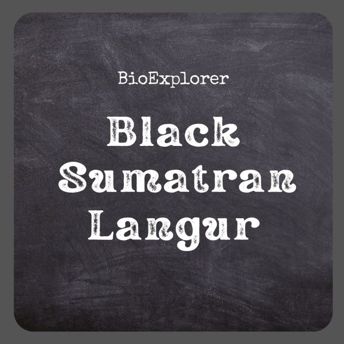 Black Sumatran Langur