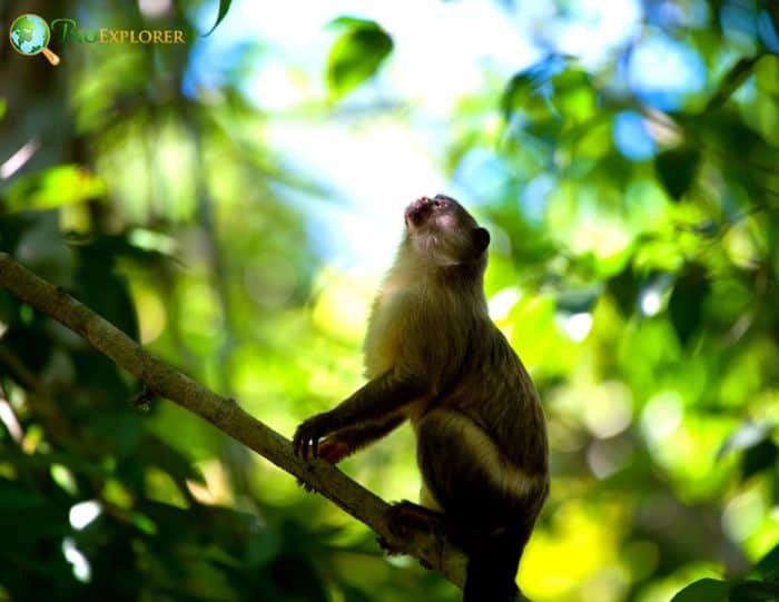 Black-Tailed Marmoset