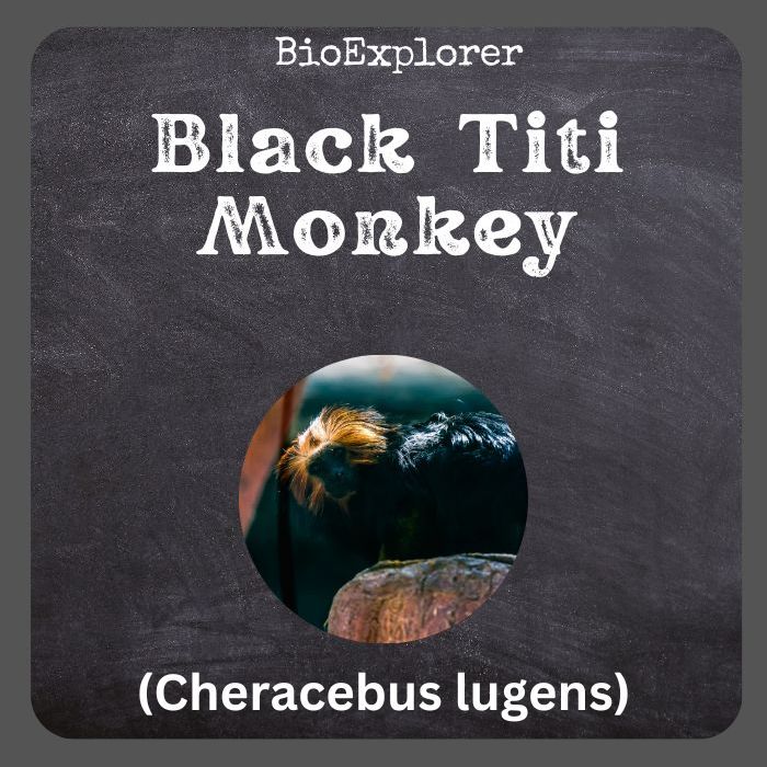 Black Titi